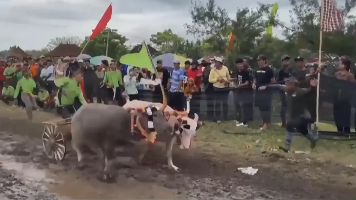 Lễ hội đua xe trâu tại Bali (Indonesia)